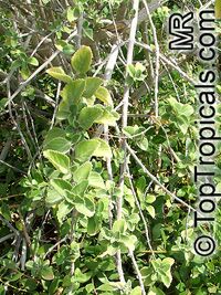 Plectranthus sp., Plectranthus

Click to see full-size image