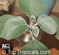 Plectranthus argentatus, Silver Plectranthus

Click to see full-size image