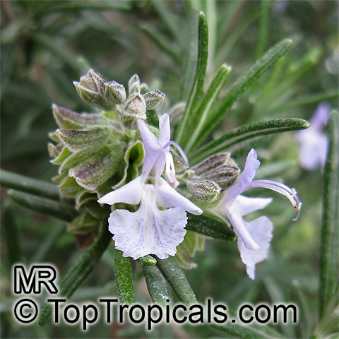Salvia rosmarinus, Rosmarinus officinalis, Rosemary