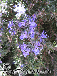 Rosmarinus officinalis ( ) - 