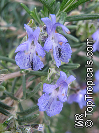 Salvia rosmarinus, Rosmarinus officinalis, Rosemary

Click to see full-size image