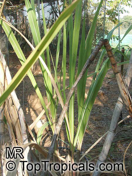 Saccharum officinarum, Sugar Cane