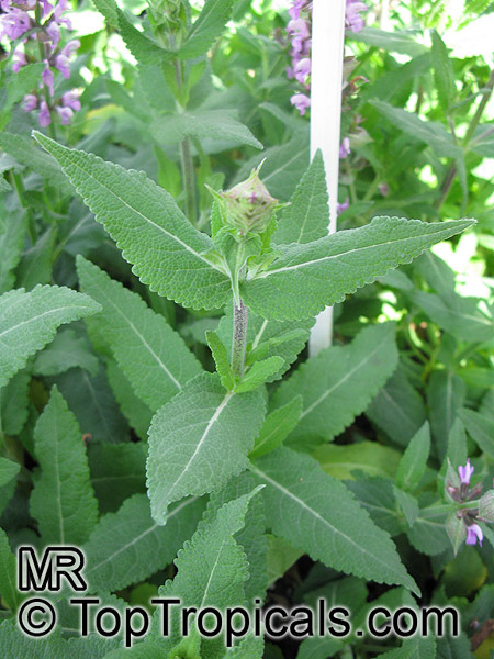 Salvia sp., Garden Sage