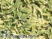 Salvia officinalis, Berggarten Sage, Garden Sage, Common Sage

Click to see full-size image