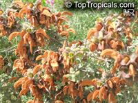 Salvia africana lutea, Brown Salvia, Beach Salvia, Dune Salvia, Golden Salvia

Click to see full-size image