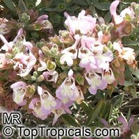 Salvia dolomitica, South African Sage

Click to see full-size image