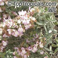 Salvia dolomitica, South African Sage

Click to see full-size image