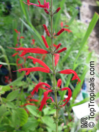Salvia elegans, Pineapple Sage, Pineapple Scented Sage

Click to see full-size image