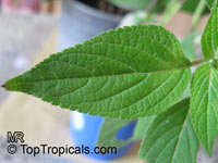 Salvia elegans, Pineapple Sage, Pineapple Scented Sage

Click to see full-size image