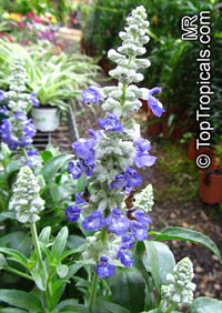 Salvia farinacea, Mealy Sage

Click to see full-size image