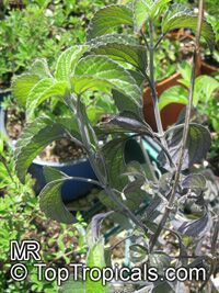 Salvia sp., Garden Sage

Click to see full-size image