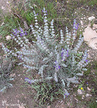 Salvia lanigera, Wooly Sage

Click to see full-size image