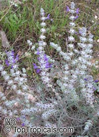 Salvia sp., Garden Sage

Click to see full-size image