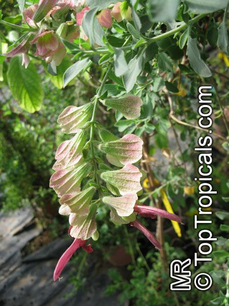 Salvia lanceolata, Rusty Sage, Lance-leaf Sage 