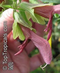 Salvia lanceolata, Rusty Sage, Lance-leaf Sage 

Click to see full-size image