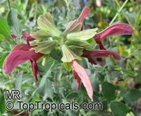 Salvia lanceolata, Rusty Sage, Lance-leaf Sage 

Click to see full-size image