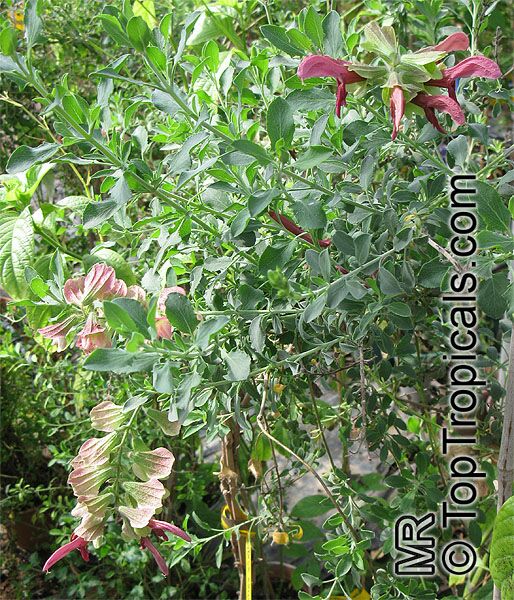 Salvia lanceolata, Rusty Sage, Lance-leaf Sage 