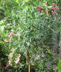 Salvia lanceolata, Rusty Sage, Lance-leaf Sage 

Click to see full-size image