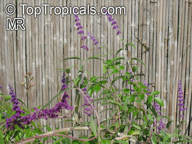 Salvia leucantha, Mexican Bush Sage, Mexican Sage, Velvet Sage
