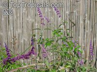 Salvia leucantha, Mexican Bush Sage, Mexican Sage, Velvet Sage

Click to see full-size image