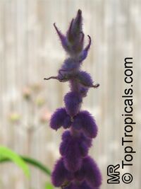 Salvia leucantha, Mexican Bush Sage, Mexican Sage, Velvet Sage

Click to see full-size image