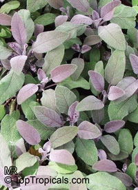 Salvia officinalis, Berggarten Sage, Garden Sage, Common Sage

Click to see full-size image
