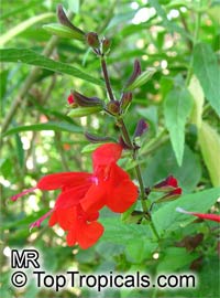 Salvia sp., Garden Sage

Click to see full-size image