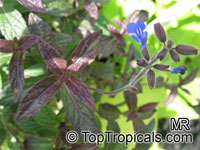 Salvia sp., Garden Sage

Click to see full-size image