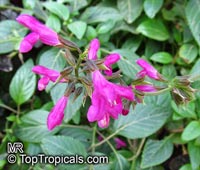 Salvia sp., Garden Sage

Click to see full-size image
