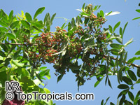Schinus terebinthifolius, Brazilian pepper-tree

Click to see full-size image