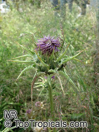 Silybum marianum, Carduus marianus, Mary Thistle, Milk Thistle

Click to see full-size image