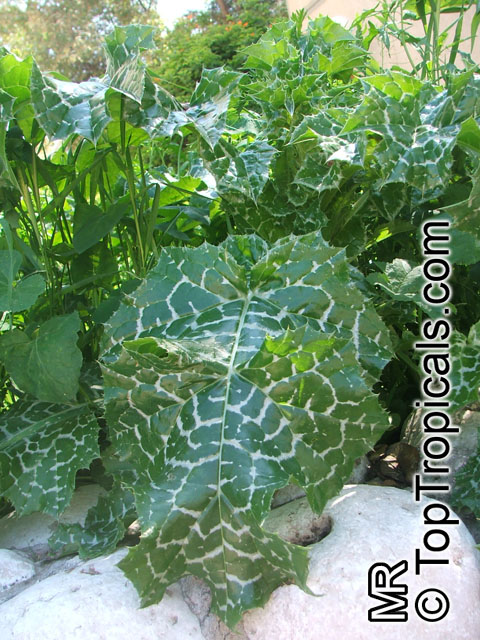 Silybum marianum, Carduus marianus, Mary Thistle, Milk Thistle Silybum marianum, Carduus marianus, Mary Thistle, Milk Thistle