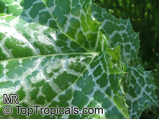 Silybum marianum, Carduus marianus, Mary Thistle, Milk Thistle Silybum marianum, Carduus marianus, Mary Thistle, Milk Thistle
