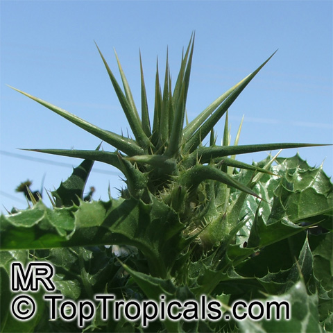 Silybum marianum, Carduus marianus, Mary Thistle, Milk Thistle Silybum marianum, Carduus marianus, Mary Thistle, Milk Thistle