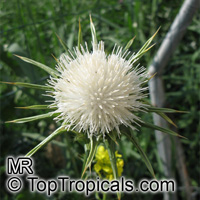 Silybum marianum, Carduus marianus, Mary Thistle, Milk Thistle

Click to see full-size image