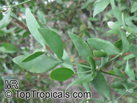 Simmondsia chinensis, Jojoba, Goatnut

Click to see full-size image