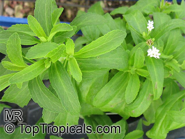 Stevia rebaudiana, Eupatorium rebaudianum, Stevia, Sweet leaf of Paraguay, Sweet-herb, Honey yerba, Honeyleaf, Candy leaf