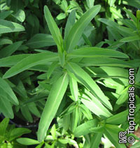 Tagetes lucida, Mexican Tarragon

Click to see full-size image