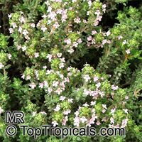 Thymus citriodorus, Lemon Thyme

Click to see full-size image