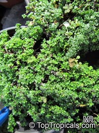 Thymus serpyllum, Wild Thyme, Creeping Thyme

Click to see full-size image