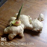 Zingiber officinale, Spice Ginger, Edible Ginger, Common Ginger, Cooking Ginger, Canton Ginger, Halia

Click to see full-size image