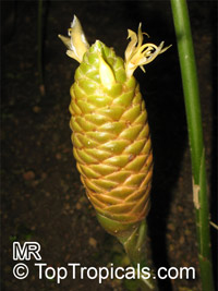 Zingiber officinale (Имбирь) - растение