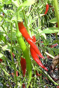   Thai dragon red" (  ) - 