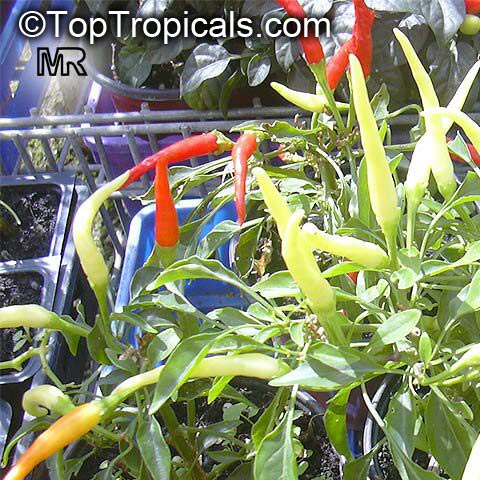 Capsicum sp. Anaheim Pepper - seeds