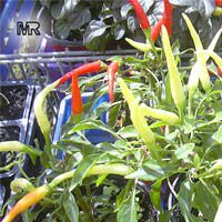 Capsicum sp. Anaheim Pepper - seeds

Click to see full-size image