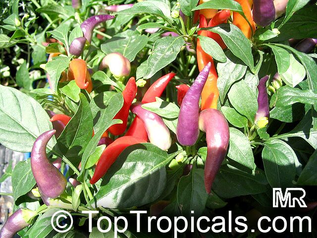 Capsicum sp. New Mexico Chili Pepper - seeds