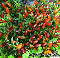 Capsicum annuum, Sweet Pepper, Chilli Pepper, Cayenne Pepper, Paprika, Ornamental pepper

Click to see full-size image