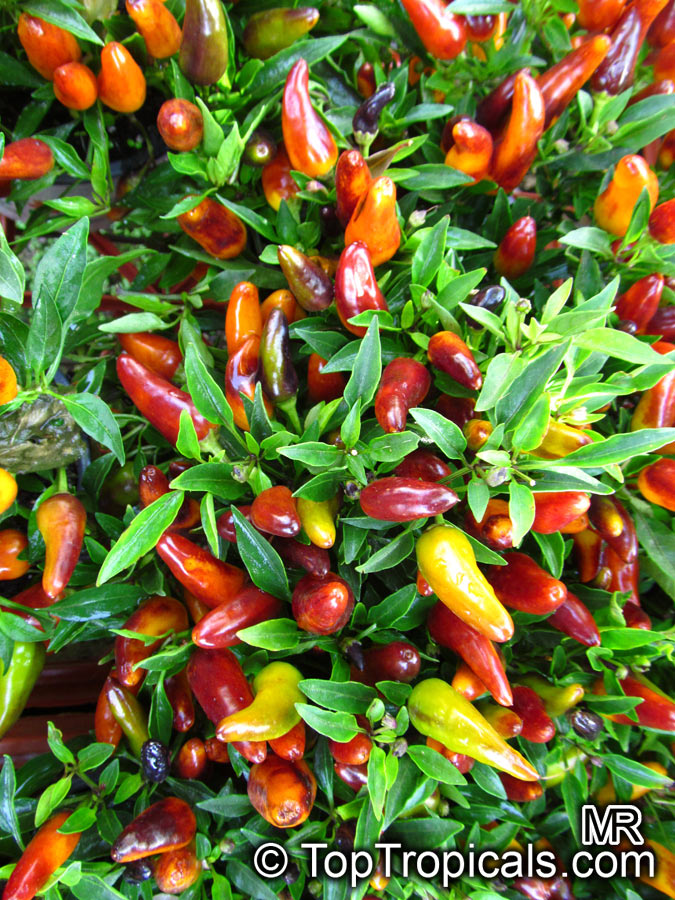 Capsicum annuum, Sweet Pepper, Chilli Pepper, Cayenne Pepper, Paprika, Ornamental pepper