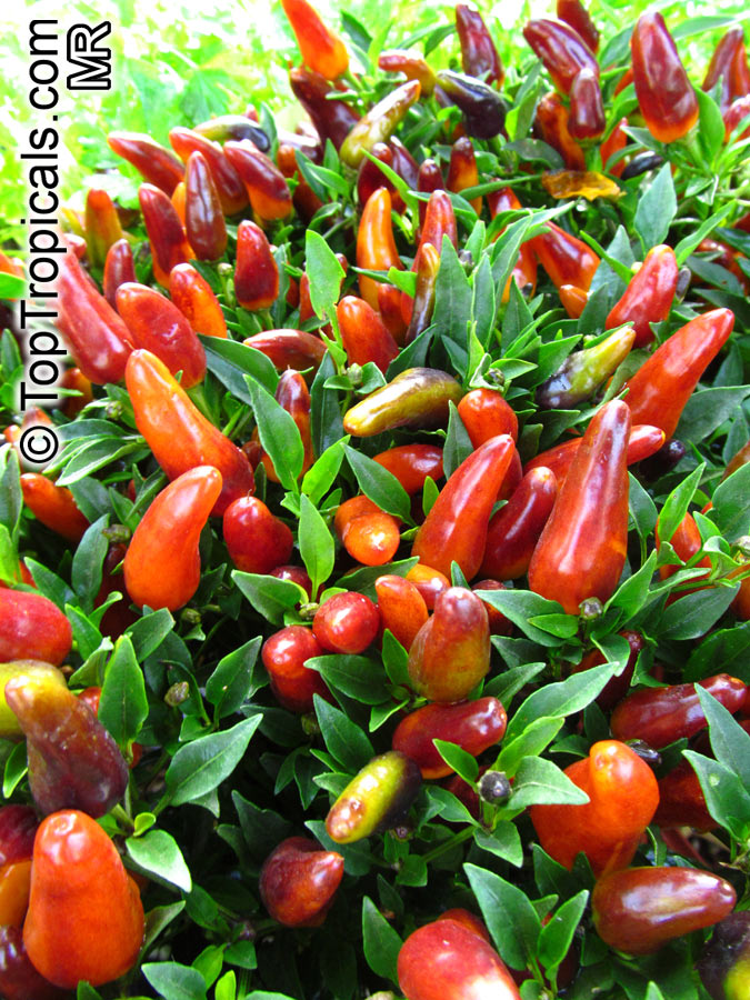 Capsicum annuum, Sweet Pepper, Chilli Pepper, Cayenne Pepper, Paprika, Ornamental pepper