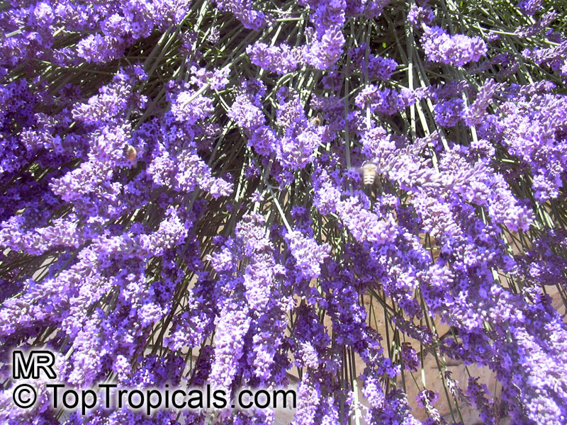 Lavandula angustifolia, Lavandula officinalis, Lavandula vera, Lavandula spica, Lavender, English Lavender